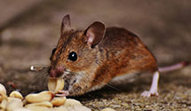 24 Hour & Emergency Exterminators in Stone Mountain, GA